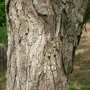 Cercidiphyllum japonicum stam